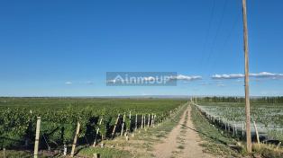 San Carlos ALTA MIRA 15