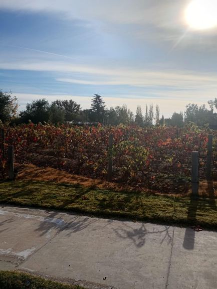 Lote en Venta en Lujan de Cuyo, Mendoza