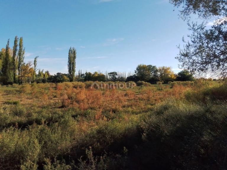 Finca en Venta en Lavalle, Mendoza