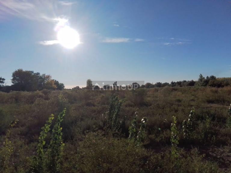 Finca en Venta en Lavalle, Mendoza
