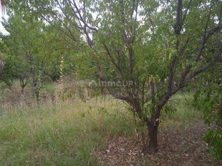 Finca en Venta en Lavalle, Mendoza