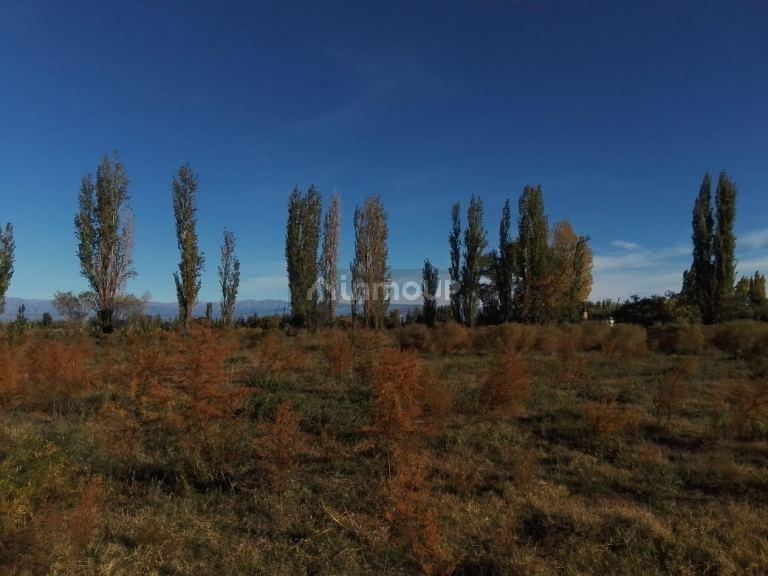 Finca en Venta en Lavalle, Mendoza