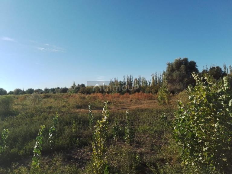 Finca en Venta en Lavalle, Mendoza