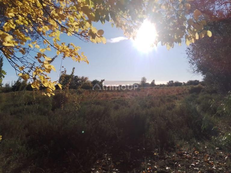 Finca en Venta en Lavalle, Mendoza