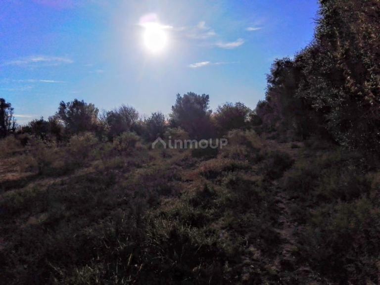 Finca en Venta en Lavalle, Mendoza