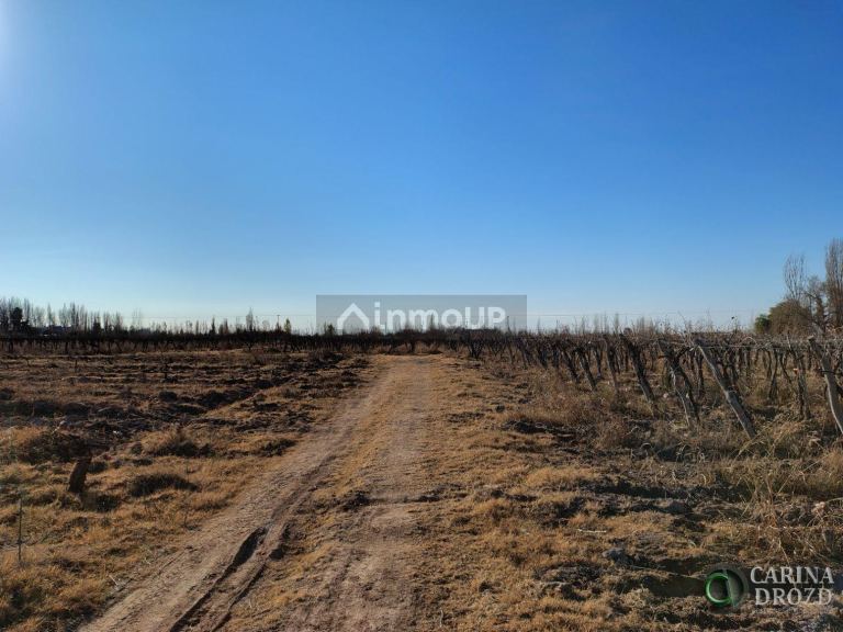 Finca en Venta en Maipu, Mendoza