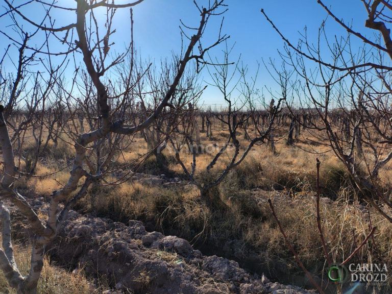 Finca en Venta en Maipu, Mendoza