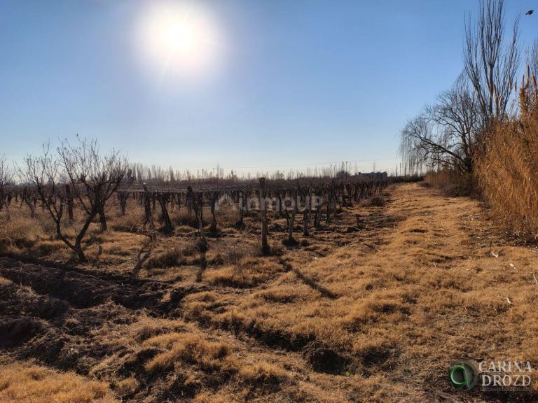 Finca en Venta en Maipu, Mendoza