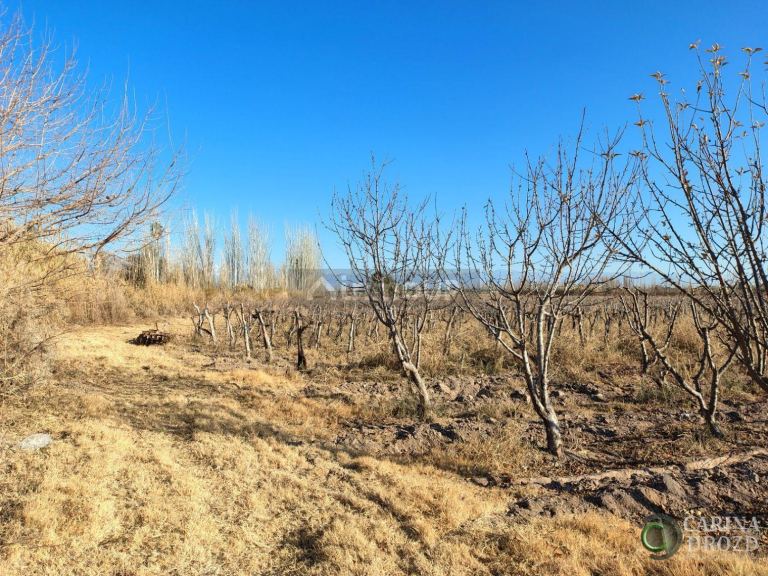 Finca en Venta en Maipu, Mendoza