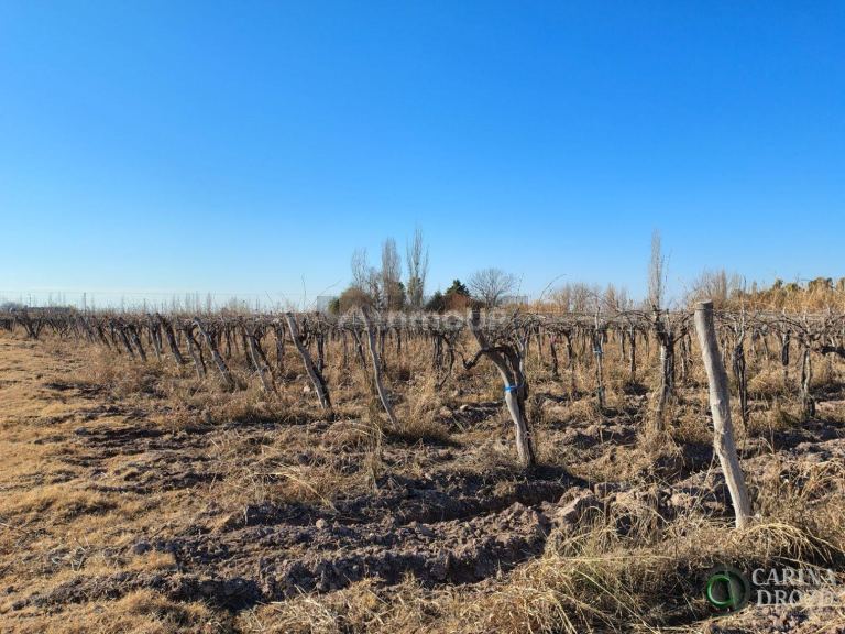 Finca en Venta en Maipu, Mendoza