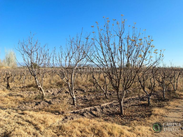 Finca en Venta en Maipu, Mendoza