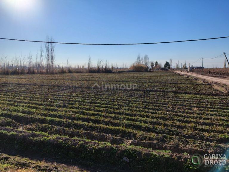 Finca en Venta en Maipu, Mendoza