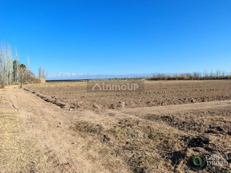 Finca en Venta en Maipu, Mendoza