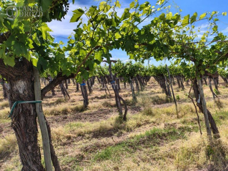 Finca en Venta en San Martin, Mendoza