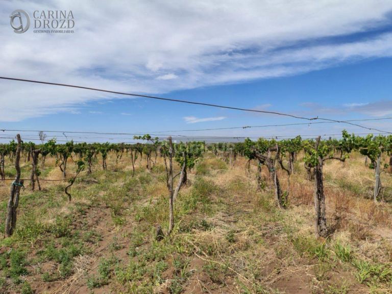 Finca en Venta en San Martin, Mendoza