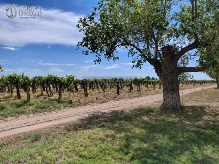 Finca en Venta en San Martin, Mendoza