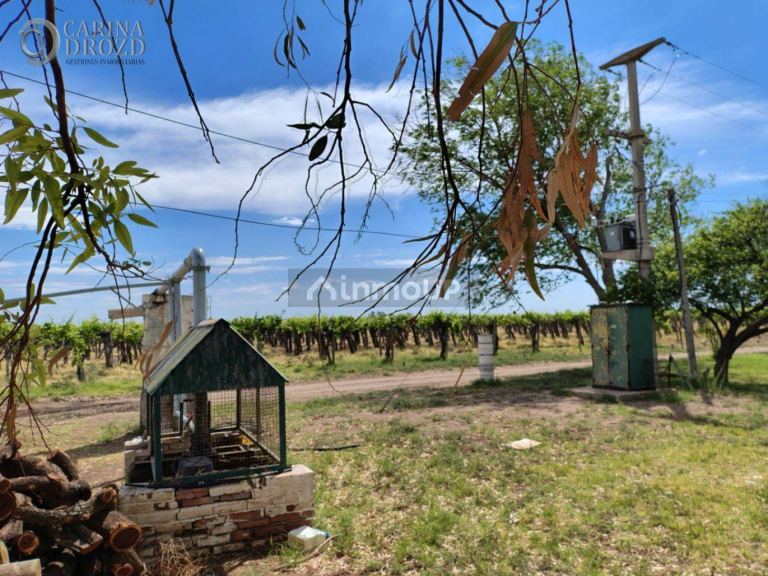 Finca en Venta en San Martin, Mendoza