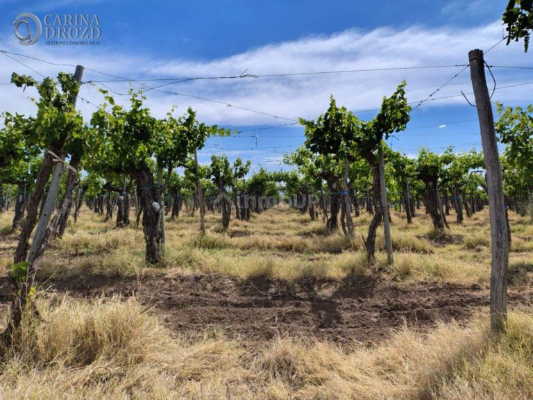 Finca en Venta en San Martin, Mendoza