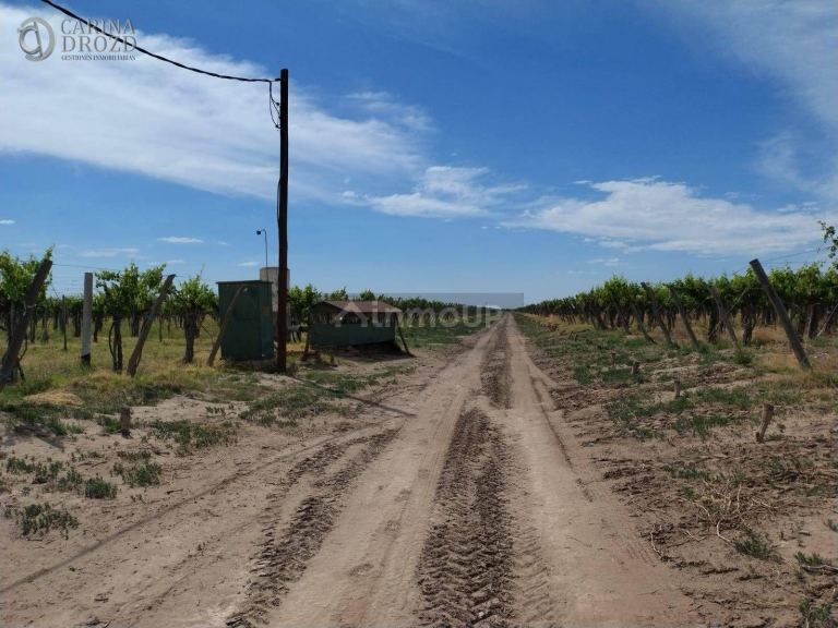 Finca en Venta en San Martin, Mendoza