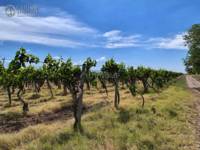 Finca en Venta en San Martin, Mendoza