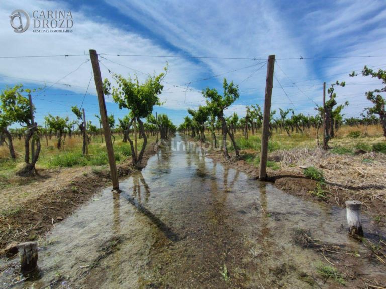 Finca en Venta en San Martin, Mendoza