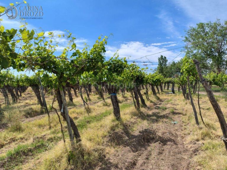 Finca en Venta en San Martin, Mendoza