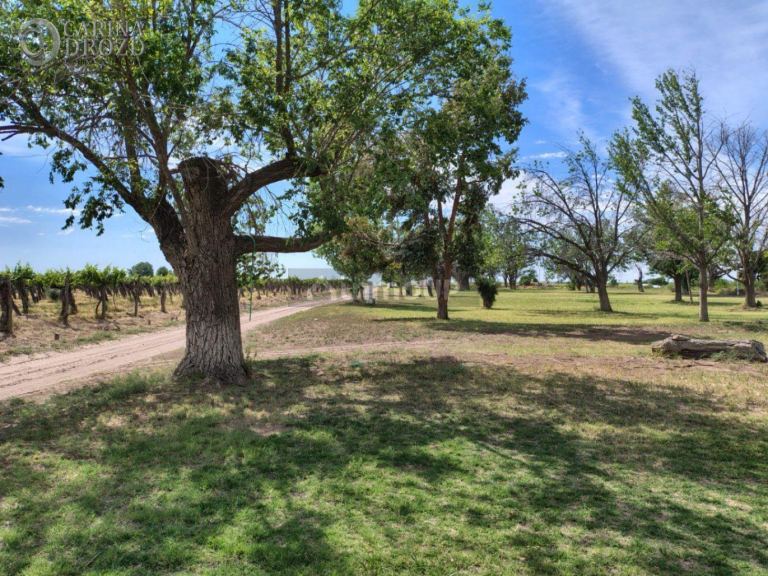 Finca en Venta en San Martin, Mendoza