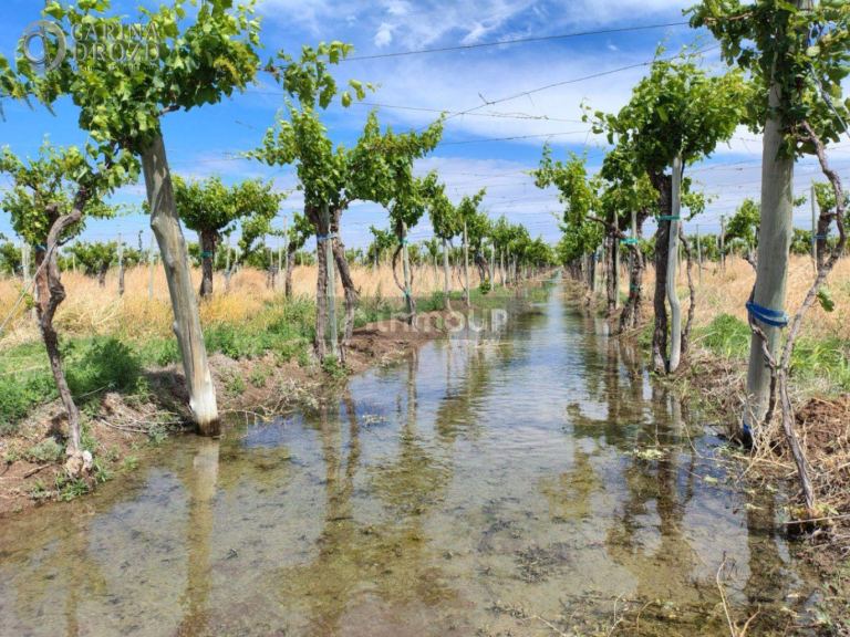 Finca en Venta en San Martin, Mendoza