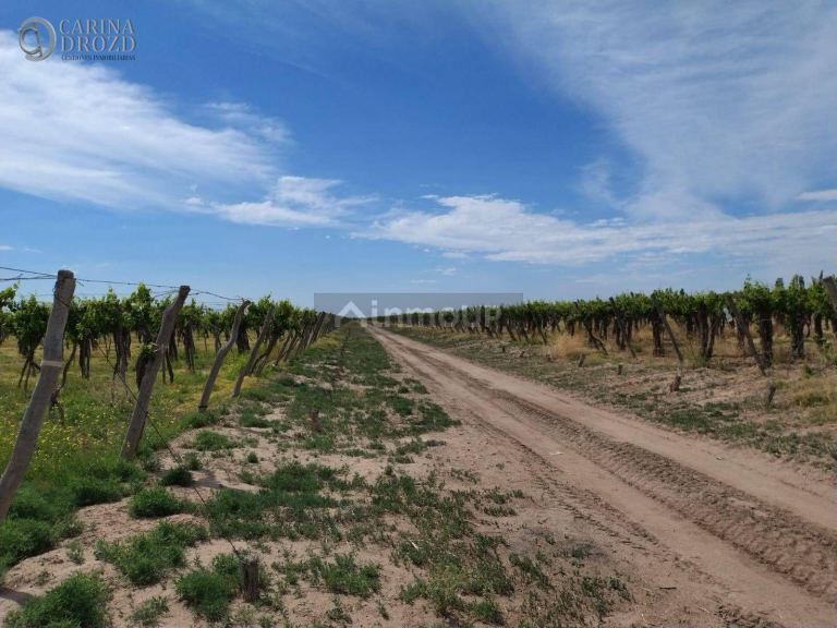 Finca en Venta en San Martin, Mendoza