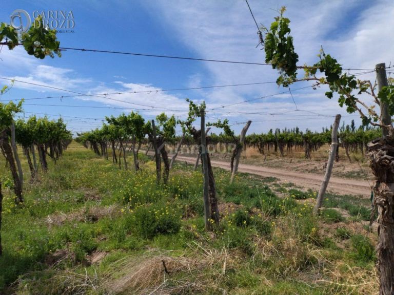 Finca en Venta en San Martin, Mendoza