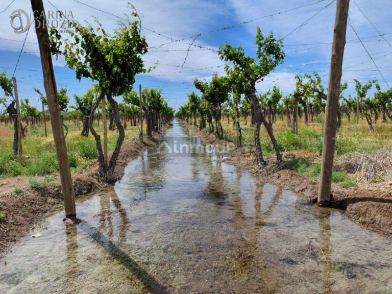Finca en Venta en San Martin, Mendoza