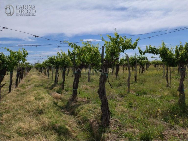 Finca en Venta en San Martin, Mendoza
