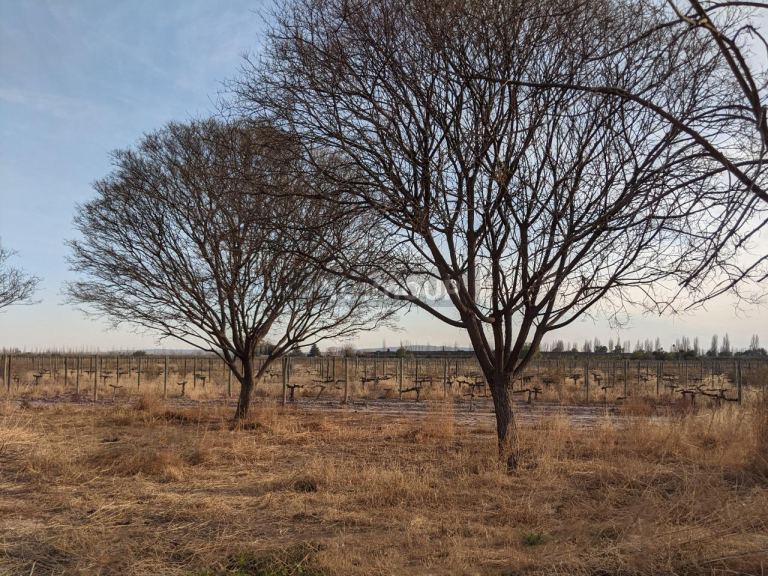 Terreno en Venta en Maipu, Mendoza