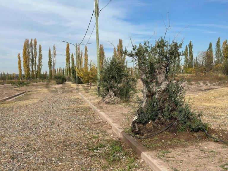 Lote en Venta en Lujan de Cuyo, Mendoza