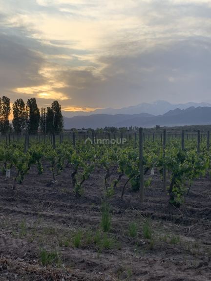 Lote en Venta en Lujan de Cuyo, Mendoza