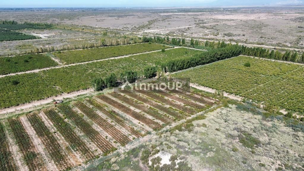 Finca en Venta en Lavalle, Mendoza