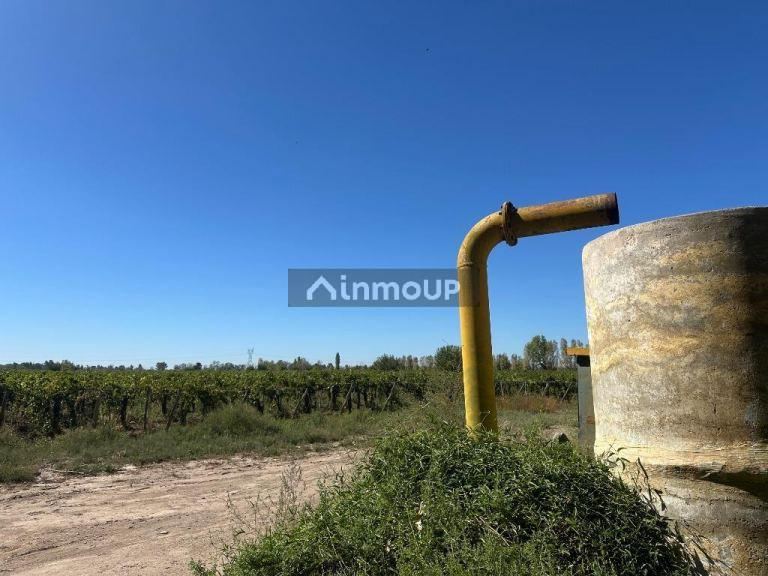 Finca en Venta en Lavalle, Mendoza