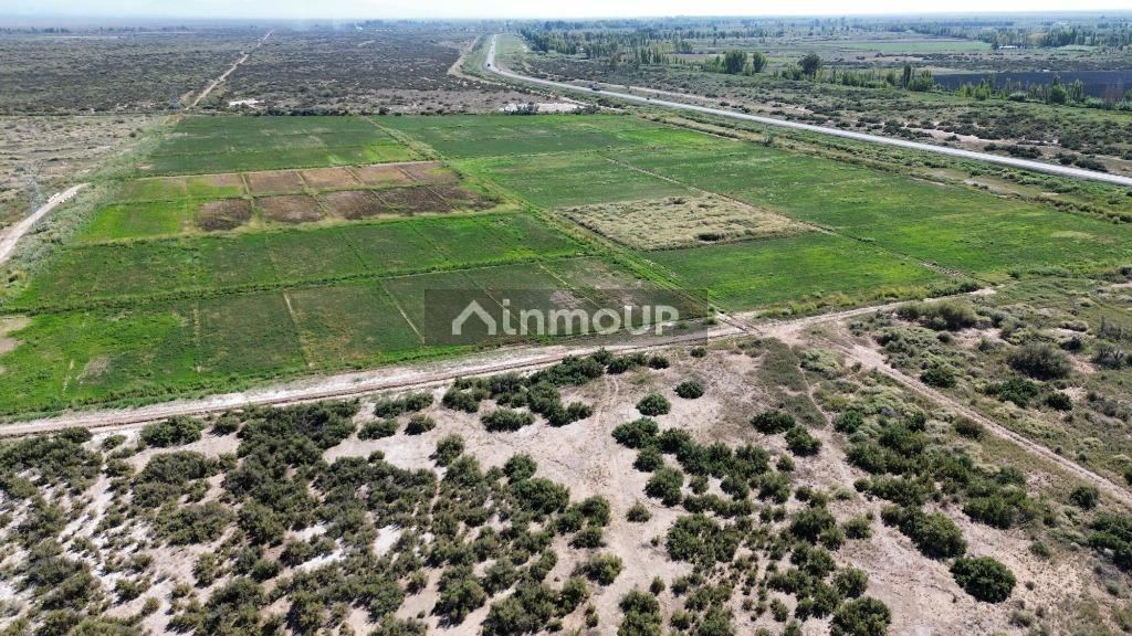 Finca en Venta en Lavalle, Mendoza