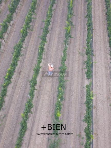 Finca en Venta en Lujan de Cuyo, Mendoza