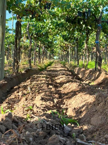 Finca en Venta en Lujan de Cuyo, Mendoza