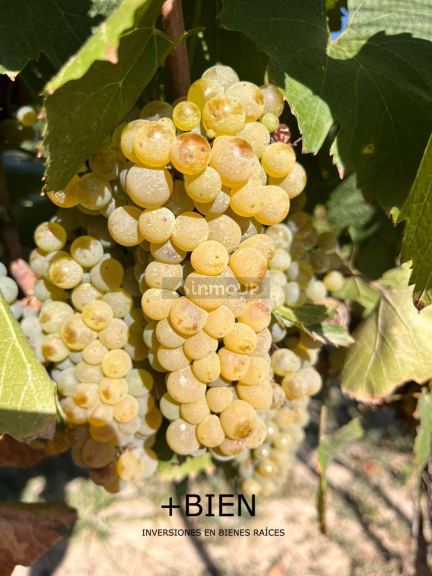 Finca en Venta en Lujan de Cuyo, Mendoza