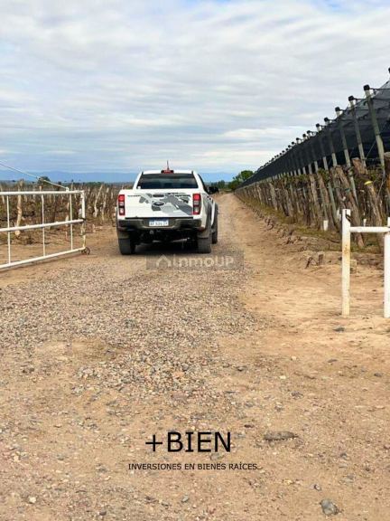 Finca en Venta en Lujan de Cuyo, Mendoza