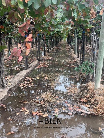 Finca en Venta en Lujan de Cuyo, Mendoza
