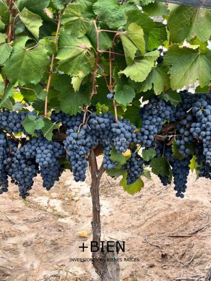 Finca en Venta en Lujan de Cuyo, Mendoza