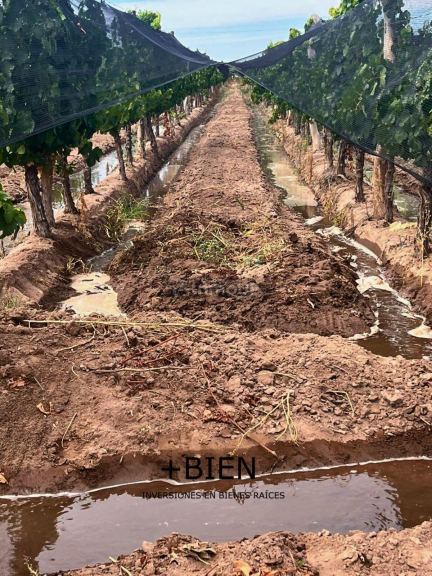 Finca en Venta en Lujan de Cuyo, Mendoza