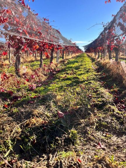 Finca en Venta en Lujan de Cuyo, Mendoza