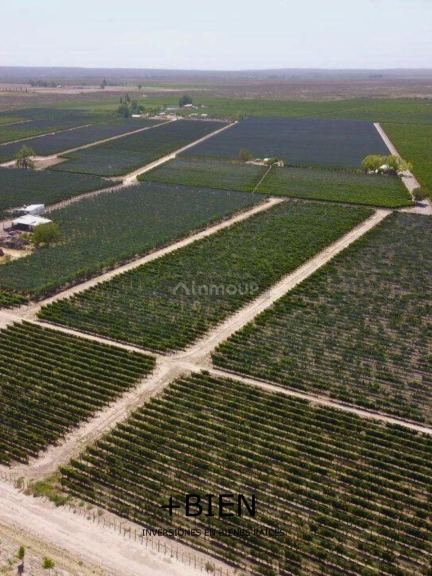 Finca en Venta en Lujan de Cuyo, Mendoza