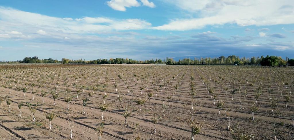 Finca en Venta en Lavalle, Mendoza