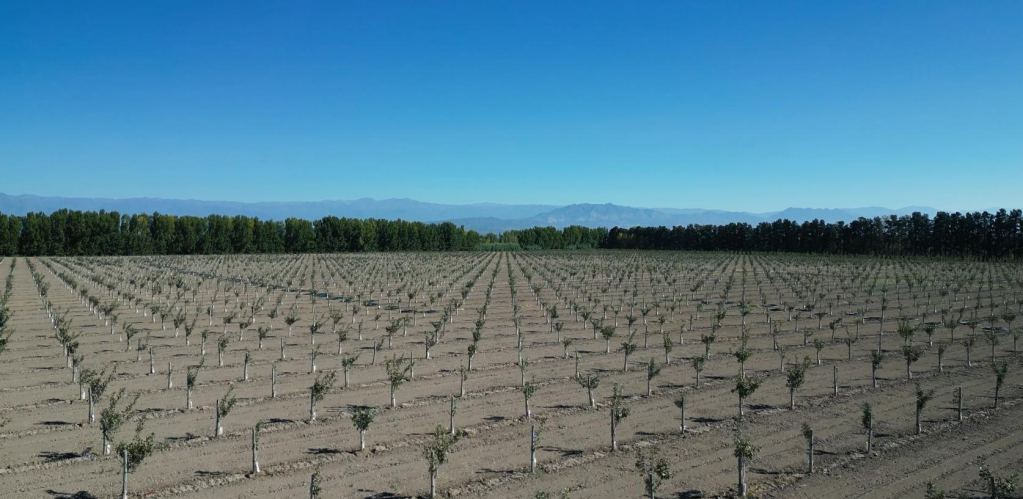 Finca en Venta en Lavalle, Mendoza