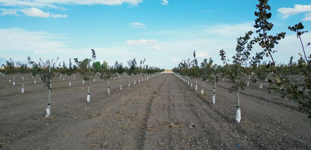 Finca en Venta en Lavalle, Mendoza